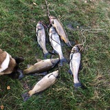 Telegram profile photo for Рибак Турист Повар на природі🇺🇦🐟