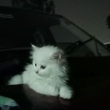Telegram profile photo for ¡!обои для телефона!¡