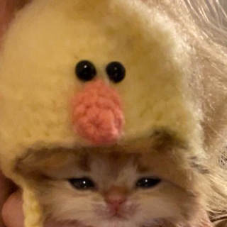 Telegram profile photo for мемные животные