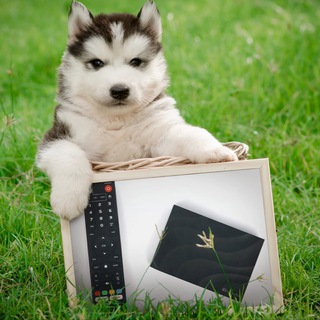 Telegram profile photo for vSeeBox Official channel