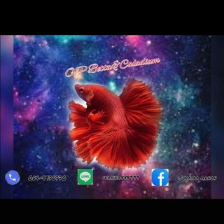 Telegram profile photo for OP Betta