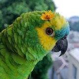 Telegram profile photo for Попугаи конф🦜