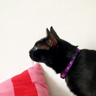 Telegram profile photo for чипотлик