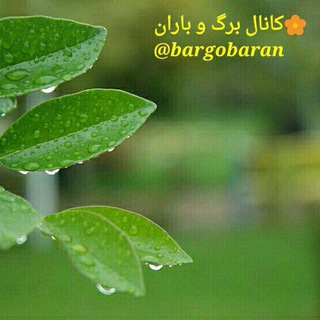 Telegram profile photo for برگ و باران