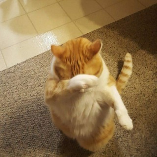 Telegram profile photo for World Memes