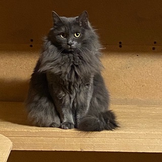 Telegram profile photo for Приют Искра котики