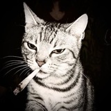 Telegram profile photo for rekot