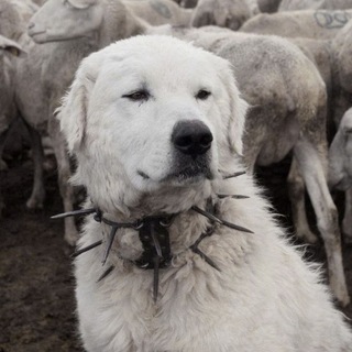 Telegram profile photo for РЕСТ || Сингулярность