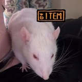 Telegram profile photo for 🐀CaffienatedRatArts🐀
