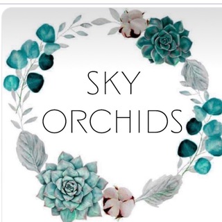 Telegram group profile photo for Sky Orchids (Орхідеї, підлітки, декоративні рослини )