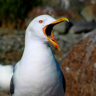 Telegram profile photo for Учеты динозавров 🦖🦢🦆