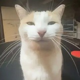 Telegram profile photo for πͺΈ