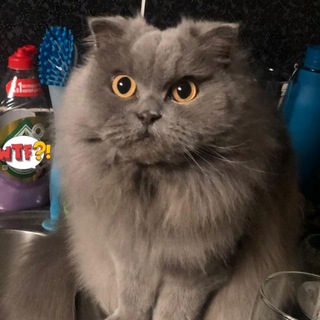 Telegram profile photo for флаффи пусси эвридэй