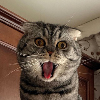 Telegram profile photo for Мои занудства
