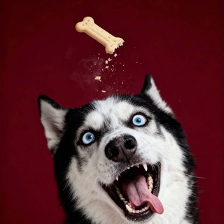 Telegram profile photo for Лакомства для собак|от Джонни Хаски|Краснодар