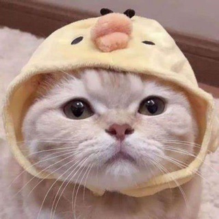 Telegram profile photo for XY小团体