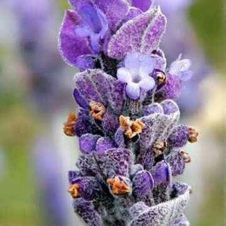 Telegram profile photo for اعجاز گیاهان