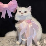 Telegram profile photo for 阿咪迷迷糊糊的日常