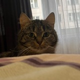 Telegram profile photo for Батыр-Хан5Дан