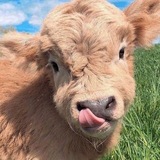 Telegram profile photo for Милвми инфо