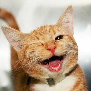 Telegram profile photo for КотоКанал