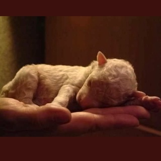 Telegram profile photo for SAVE HUMAN RACE