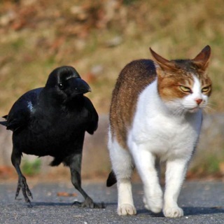 Telegram profile photo for Котаны пикабунда