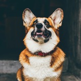 Telegram profile photo for городская собака
