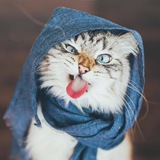 Telegram profile photo for 🐶УБЖ, Лапы и Хвост🐈