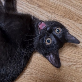 Telegram profile photo for VikaDCat котейка мечты