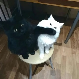 Telegram profile photo for тайлеры дердены