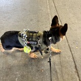 Telegram profile photo for Working dogs confessions