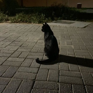Telegram profile photo for -Blackcat