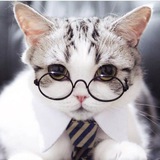 Telegram profile photo for Котики в очках 🕶