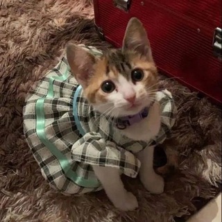 Telegram profile photo for Проход