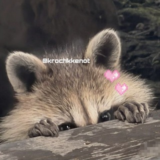 Telegram profile photo for ᯓ𝗞𝗿ᰔ𝘀𝗵𝗸𝗮 𝗘𝗻𝗼𝘁🦝📚