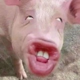 Telegram profile photo for cimok 🐷🧚♀️