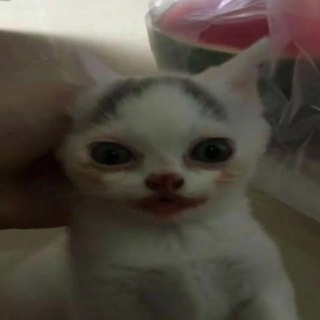 Telegram profile photo for animali di merda