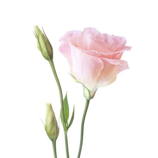Telegram profile photo for садовая клумба ‘ d’Orchid 𓂃