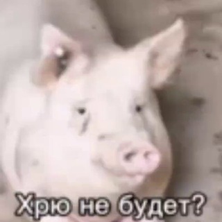 Telegram profile photo for А хрю, будет ?
