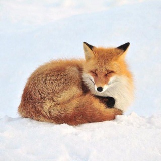 Telegram profile photo for 𝐥𝐢𝐥𝐣𝐞𝐤𝐨𝐧𝐯𝐚𝐥𝐥ˢⁱᵍⁿᵃˡ