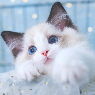 Telegram profile photo for Jack 交易买卖群/互加/宣传