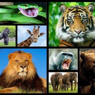 Telegram profile photo for Imágenes Animales