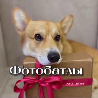 Telegram profile photo for corgi_tairon fb 🫶🏻🍓