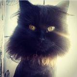 Telegram profile photo for Cataholic_anonimous