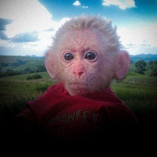 Telegram profile photo for Эра обезьян