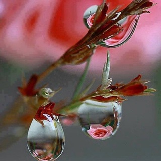 Telegram profile photo for قطرات الندى