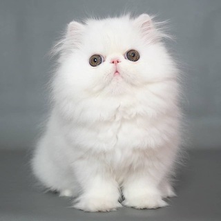 Telegram profile photo for lyutro