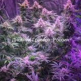 Telegram profile photo for Дневник Гровера. Россия