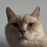 Telegram profile photo for Аглям Бигги • Тату Москва / Спб